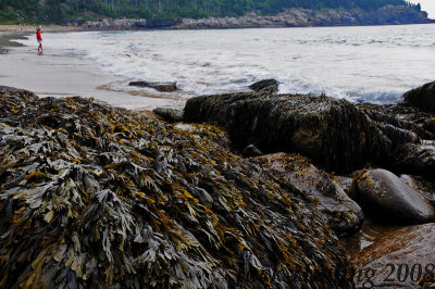 Seaweed attached to the rocks.  The tide in Maine averages about 10' in height