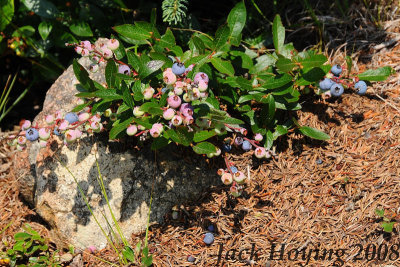 Blueberries were everywhere.