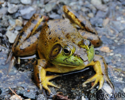 American Bullfrog Rana catesbeiana