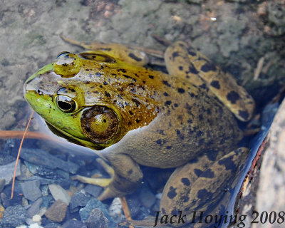 American Bullfrog Rana catesbeiana