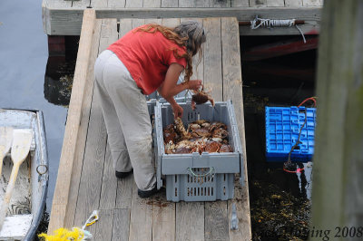Preparing crab bait for Lobster traps.