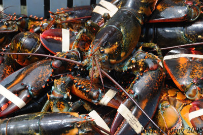 The fisherman receive about $4.00 each for their lobster