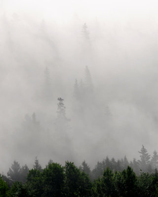 A few trees showing through the early morning fog
