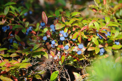 Blueberries everywhere
