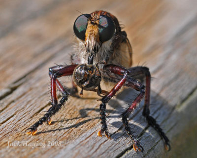 Genus Promachus - Giant Robber Fly with lunch