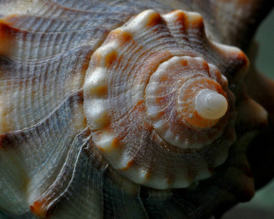 Shell Detail