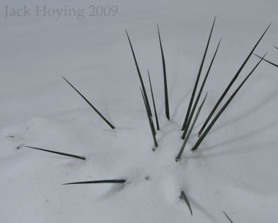 Yucca in the Snow