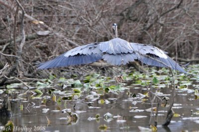 Blue Heron landing