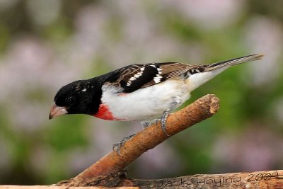 Rose-Breasted Grosbeak - Female in lower photo