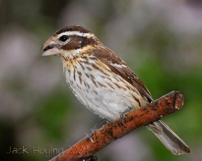 Female Rose Breasted Grosbeak