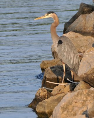 Blue Heron competing for our fishing space