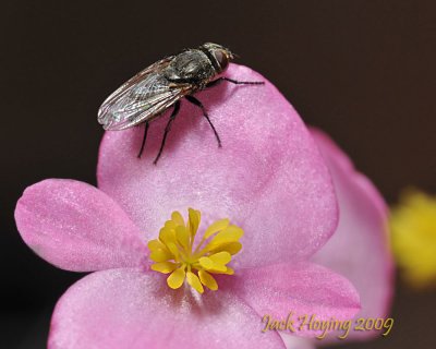 Fly on Begonia