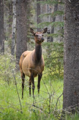 Elk at our campsite at daybreak (Jasper National Park)