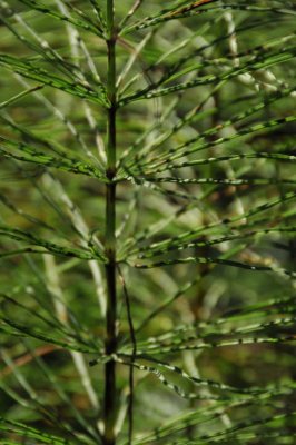 Horsetail