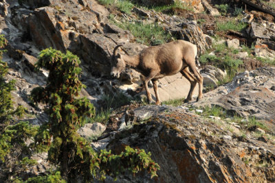 Big Horned Sheep Sure Footed on the Rocks