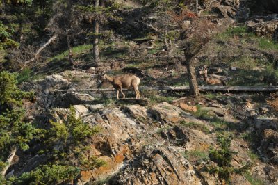 A pair of Big Horned Sheep