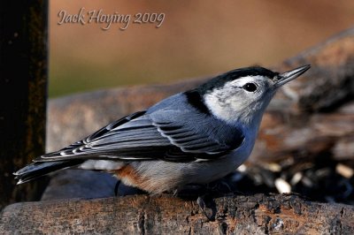 Nuthatch