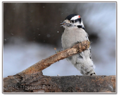 Downy Woodpecker