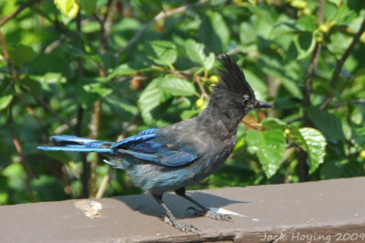 Stellar Jay