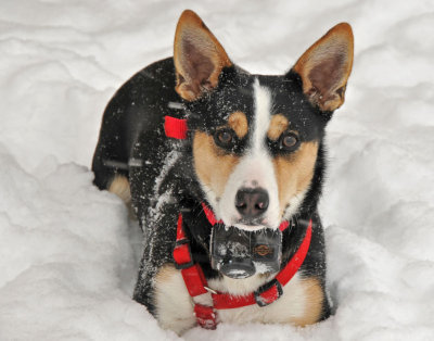 Sparky in the Snow