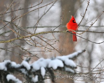 Lone Cardinal