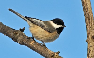 Chickadee in the Sunlight