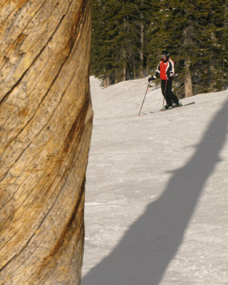 Diane & a Ponderosa Pine trunk
