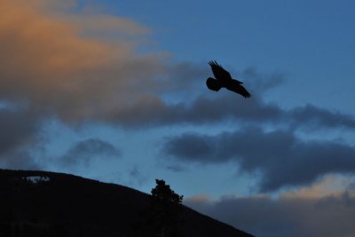 Crow in the sunset