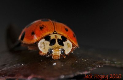 Japanese Beetle up close