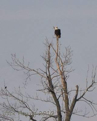 Bald Eagle at Lake Loramie