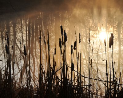 Sunrise Cattails