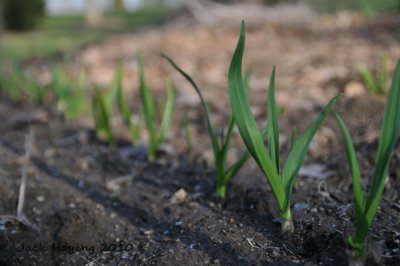 Garlic is Growing