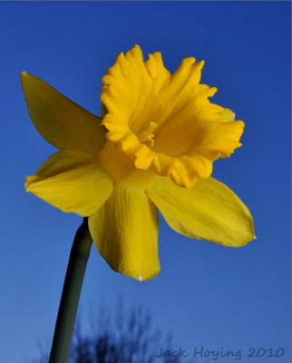 Evening Daffodil