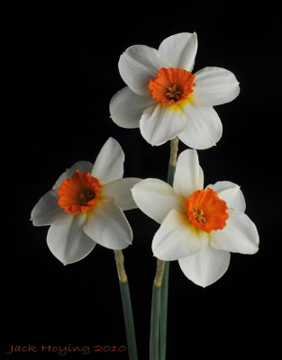 Barrett Browning Daffodil