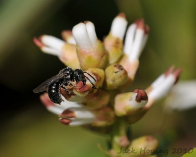 Tiny Sweat Bee (about 1/4 (5mm)) on Bloom