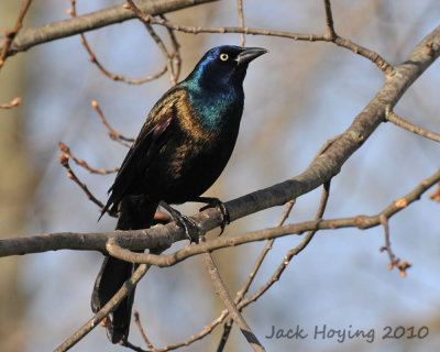 Boat tailed Grackle in the morning sun