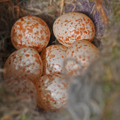 A nest full of tiny Chickadee eggs