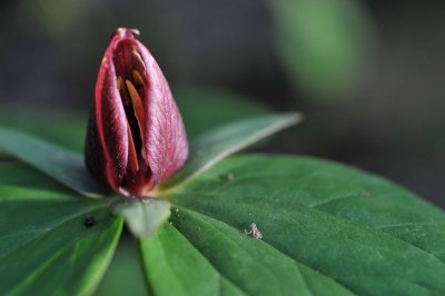 Toadshade Trillium