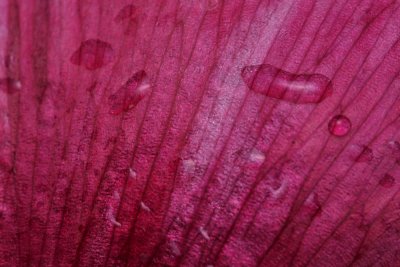 Peonies petal macro