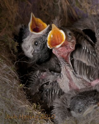 Hungry Chickadees (about 12 days old)