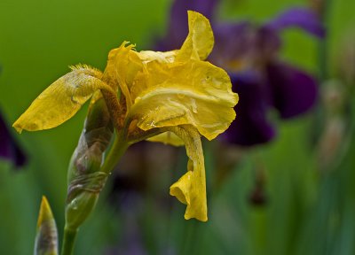 Yellow and Purple Iris