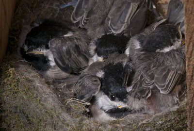 Two have flown the coup, Five Chickadees remain