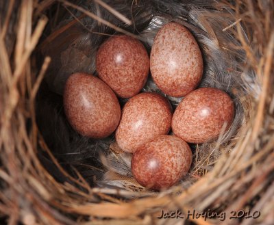 Six Wrens in the making