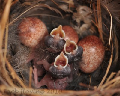 Three Wrens have hatched