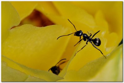 Ants on cactus bloom