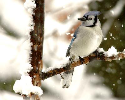 Blue Jay in the Snow