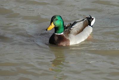 Mallard