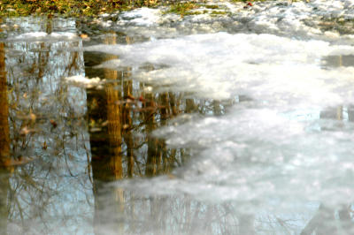 Tree reflection in slushy pool of water