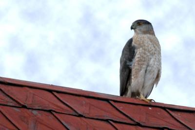 Cooper's Hawk watching over Fort Loramie