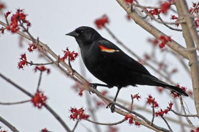 Red winged blackbird 1